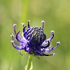 IMG_6632_Round-headed_Rampion